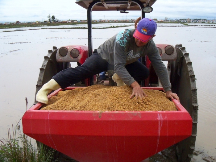  Conab prevê queda de pelo menos 2,7% na produção de arroz em 2015/16