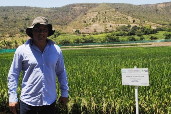  RiceTec Sementes apresenta novo diretor de Pesquisa para o Mercosul