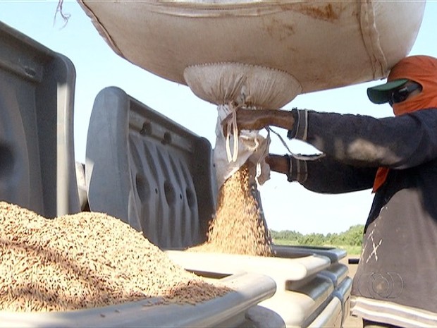  Tocantins ocupa o terceiro lugar na produção de arroz irrigado do país