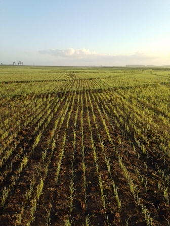  Produtores investem em tecnologias para diminuir custos no arroz