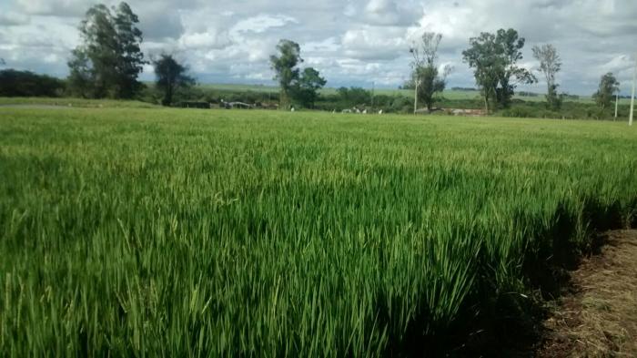  Abertura Oficial da Colheita do Arroz, evolução no campo será retratada nas vitrines tecnológicas