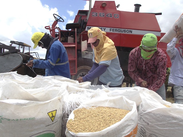  Produtividade recorde em perímetros irrigados de Sergipe