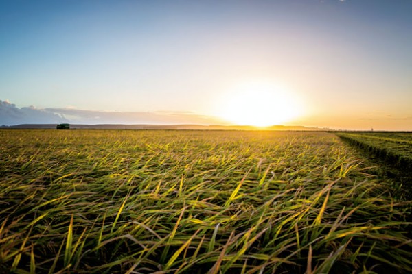  Sementes de alta tecnologia impulsionam lavouras de  arroz no Sul do Brasil