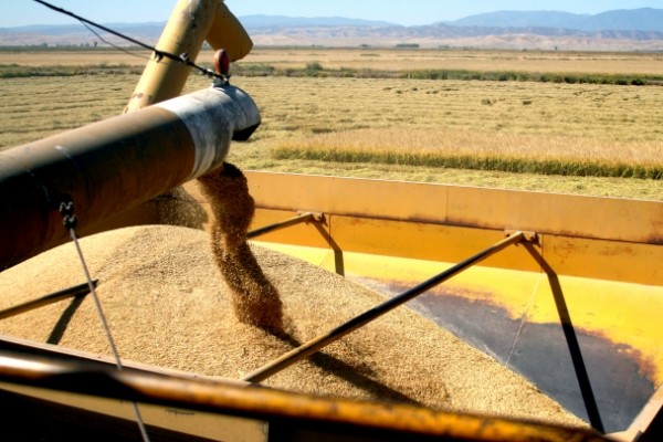  Conab reduz ainda mais a estimativa da safra de arroz