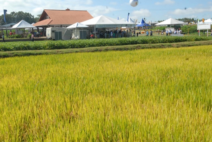  Lançamento da Expoagro Afubra 2016 será no dia 4 de março