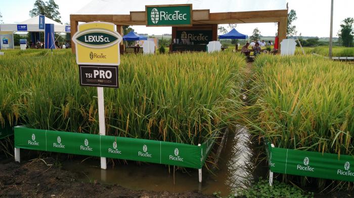  RiceTec lança produto na Abertura da Colheita do Arroz