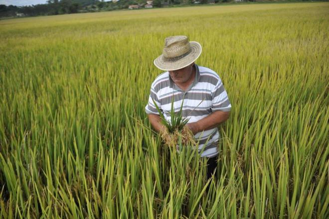  Por causa do clima, perdas na safra de arroz chegam a 45%