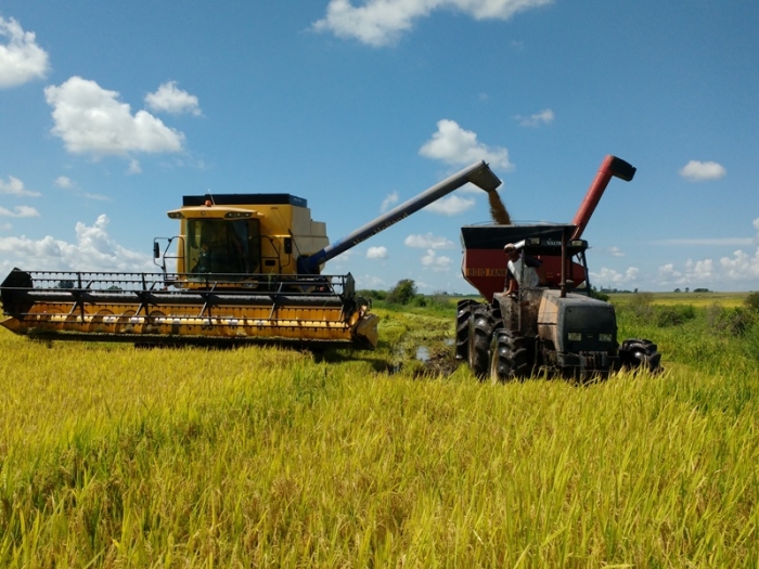  Colheita no Estado evolui lentamente e atinge 2,54% da área