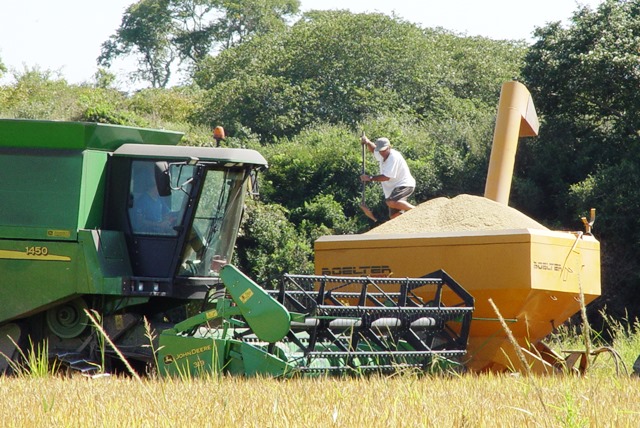  Levantamento da Conab confirma queda substancial na produção brasileira