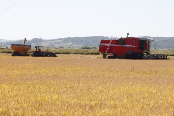  Assentados abrem a colheita do arroz agroecológico gaúcho