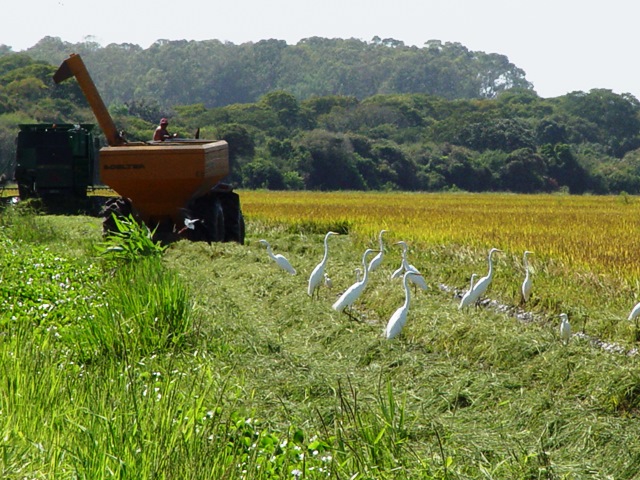  Conab e IBGE reduzem ainda mais a expectativa de safra de arroz