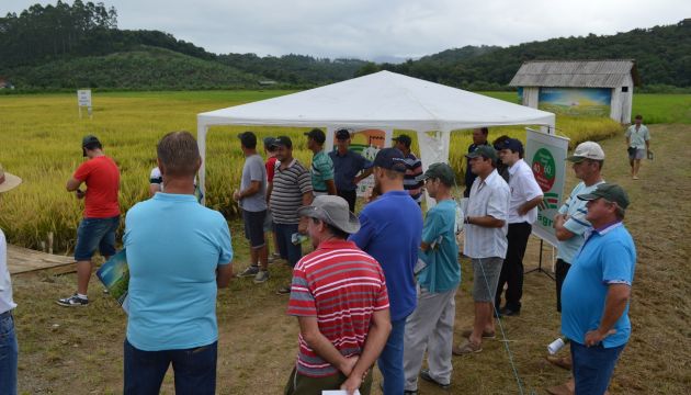  Dia de campo revela produtividade de cultivares em Santa Catarina