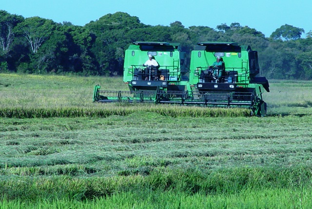  Safra patina e as cotações se mantêm na horizontal