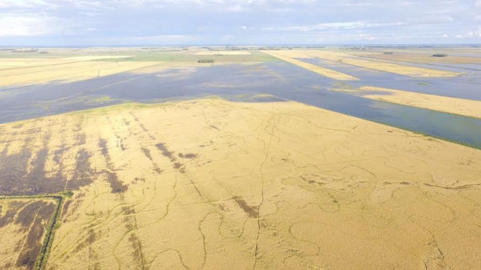  Produtores de arroz e soja pedem socorro para lavouras