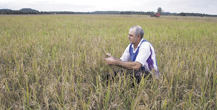  Chuvas reduzem produção do arroz