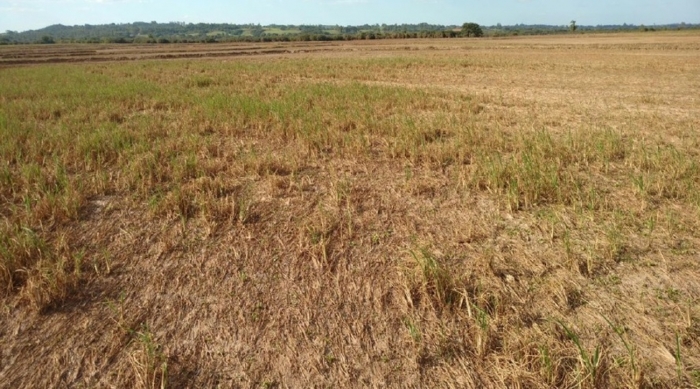  Primeiro ano do Arroz Protegido tem R$ 2,97 milhões em sinistros