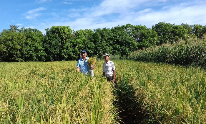  Unidade demonstrativa de arroz apresenta resultados positivos