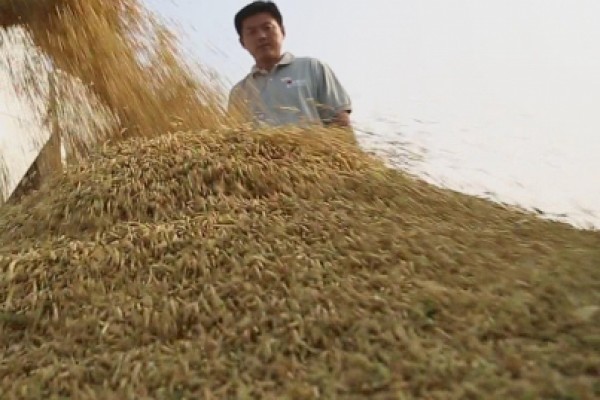  Agricultores de Santa Catarina visitam Tocantins para investimento na produção de arroz