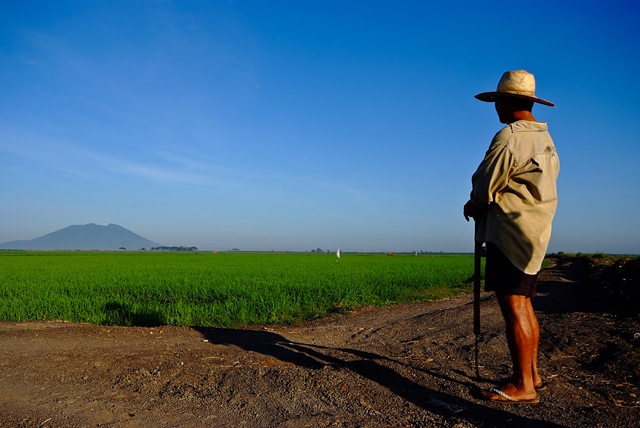  Conab prevê safra de arroz entre 11,5 e 12 milhões de toneladas