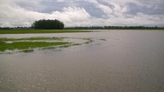  Clima causa preocupação para produtores de arroz do Sul