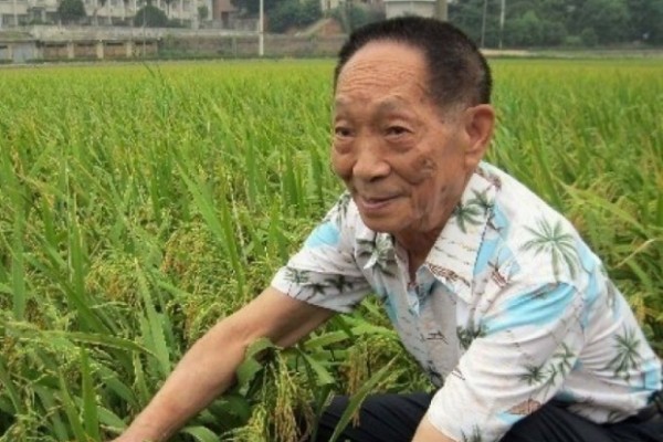  Pai do arroz híbrido da China bate novos recordes mundiais de produtividade