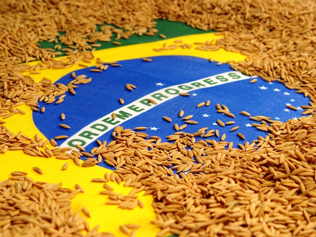  Safra brasileira de arroz avançará 8,5% na temporada 2016/17