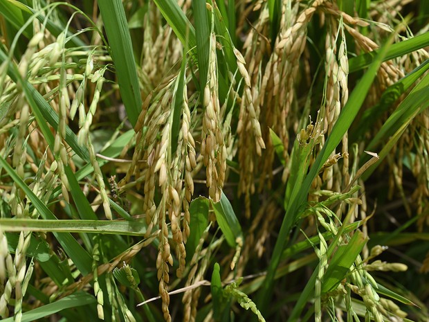  Produção de arroz deve ultrapassar 30 mil toneladas em Sergipe