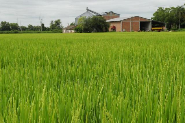  Chuva pode prejudicar produtividade da safra de arroz na Região Central