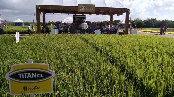  Fórmula da RiceTec bate recorde de produtividades nas lavouras do Sul do Brasil