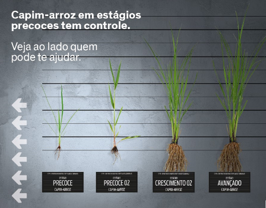  Dow AgroSciences apresenta soluções para ampliara produtividade da cultura do arroz