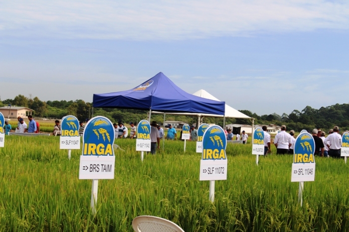  Mais de mil pessoas participam do Dia de Campo Estadual do Irga em Cachoeirinha