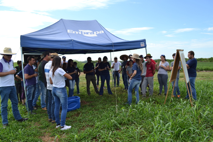  Alternativas para produção em terras baixas são apresentadas em dia de campo Embrapa/Irga