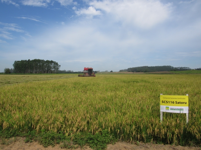  Cooperja inicia colheita dos campos de sementes de arroz