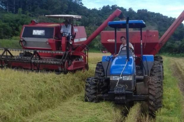  Nova semente de arroz elimina o uso de fungicida