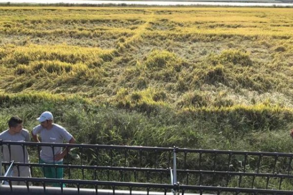  Irga faz levantamento do prejuízo causado às lavouras de arroz