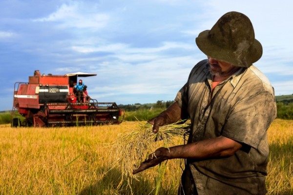  Sexta-feira tem a 14ª Abertura Oficial da Colheita do Arroz Agroecológico no RS