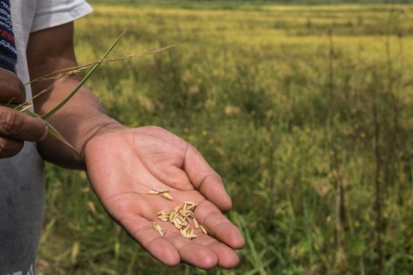  Assentados celebram arroz orgânico como exemplo de projeto popular para a agricultura