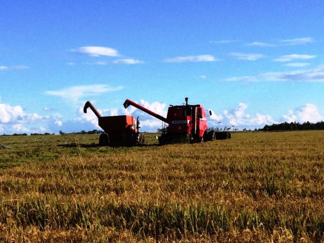  Colheita do arroz no RS atinge 35% nesta semana