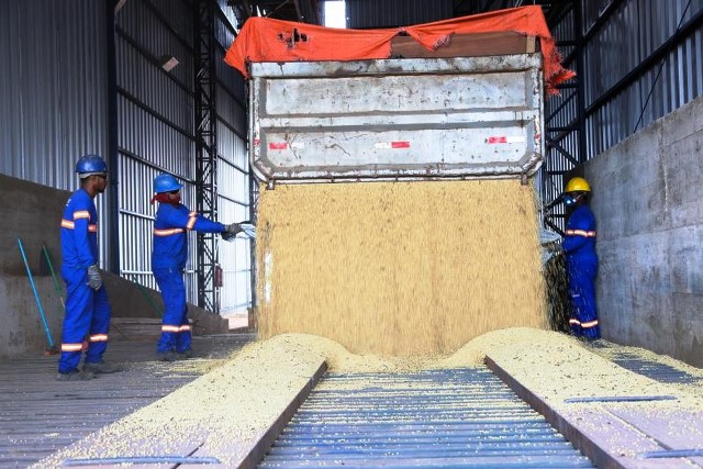  Arroz, feijão e soja impulsionam produção agrícola do Amapá, diz IBGE