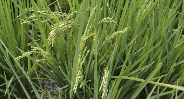  Encontro técnico apresenta tecnologias para cultivo de arroz no Norte de Minas