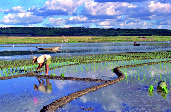  Formação da matriz produtiva do arroz no Brasil