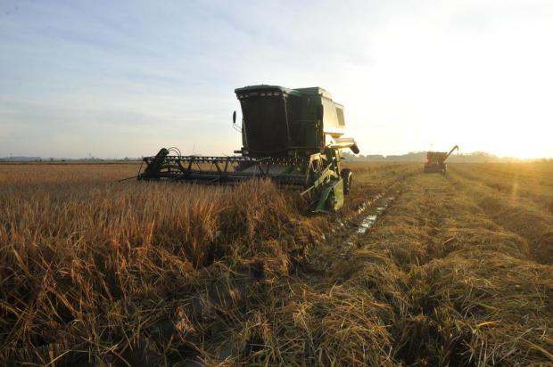  Mais de metade das lavouras de arroz da região já foram colhidas