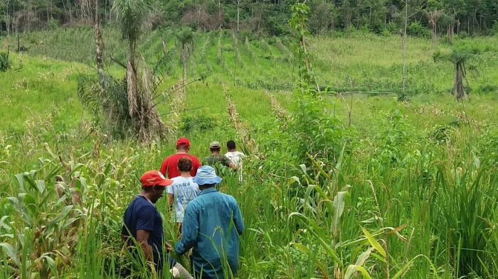  Começa colheita de arroz no Acampamento Buritirana, no centro-oeste maranhense