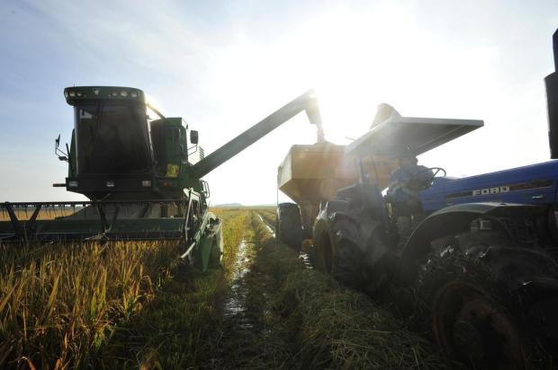  Colheita do arroz está chegando ao fim na Região Central