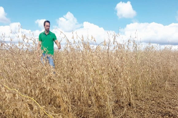  Arroz perde área para a soja no RS