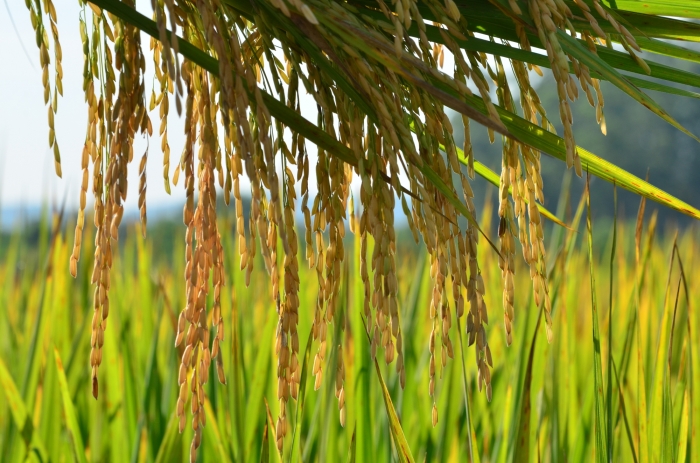  Arroz irrigado registra safra histórica no Sul catarinense