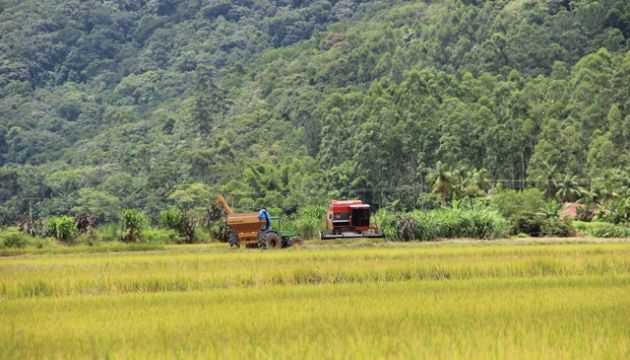  Encontro avalia a safra de arroz do Litoral Norte