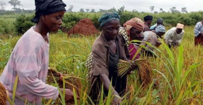 Governo quer criar 7 mil empregos diretos em fazendas de arroz na Nigéria