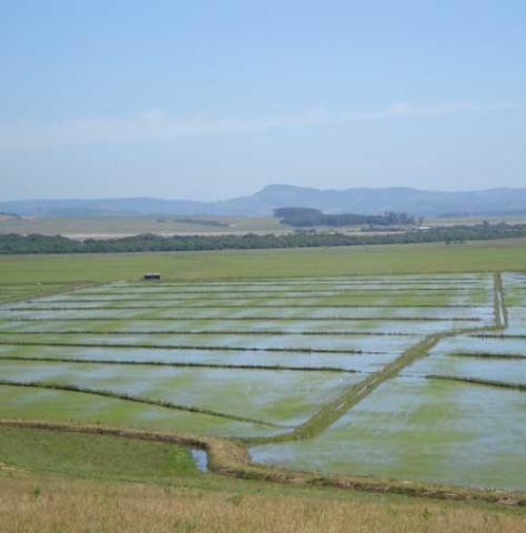  Principal variedade do arroz preocupa produtores