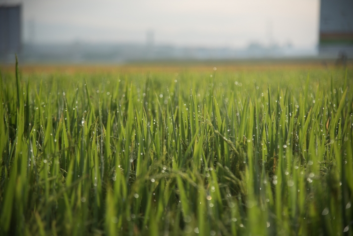  Federarroz faz campanha para redução de área de arroz no Mercosul